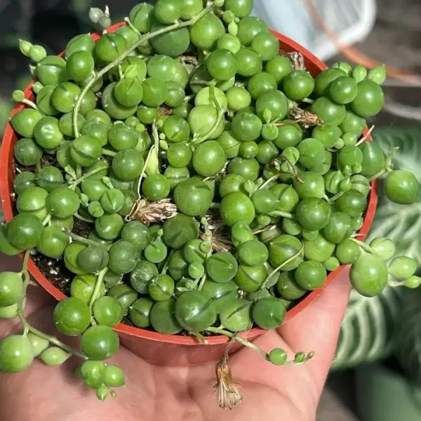 LIVE String of Pearls | Premium Live Succulent | 4-Inch Pot - Image 4