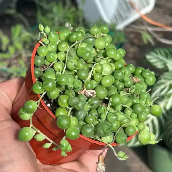 LIVE String of Pearls | Premium Live Succulent | 4-Inch Pot - Image 5