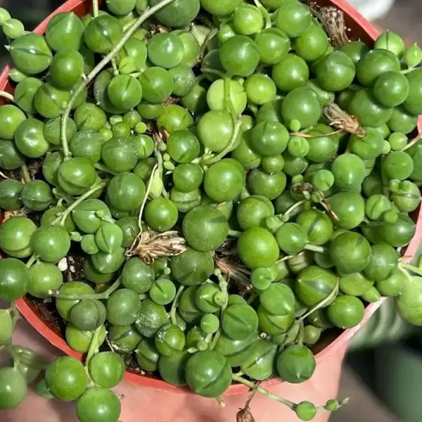 LIVE String of Pearls | Premium Live Succulent | 4-Inch Pot - Image 6