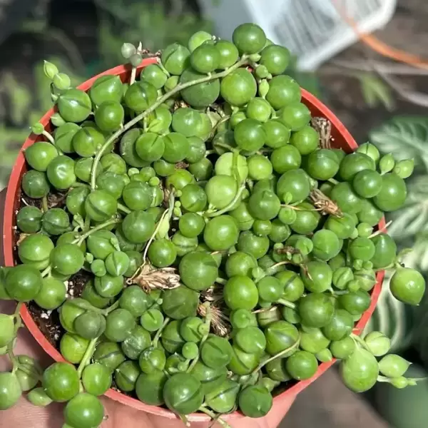 LIVE String of Pearls | Premium Live Succulent | 4-Inch Pot - Image 2