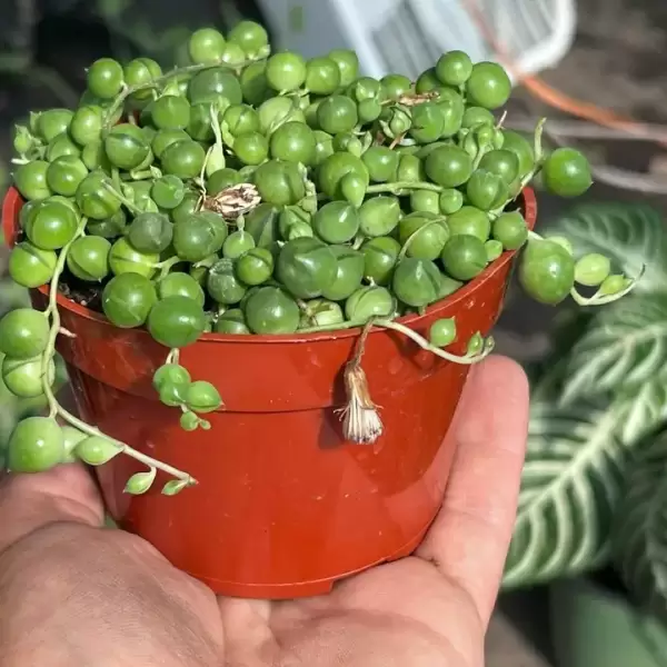 LIVE String of Pearls | Premium Live Succulent | 4-Inch Pot - Image 3